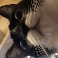 <br />
<b>Warning</b>:  Undefined variable $userID in <b>/home/petwa/pochi-tama.net/public_html/wp-content/themes/pet/single.php</b> on line <b>278</b><br />
Peace