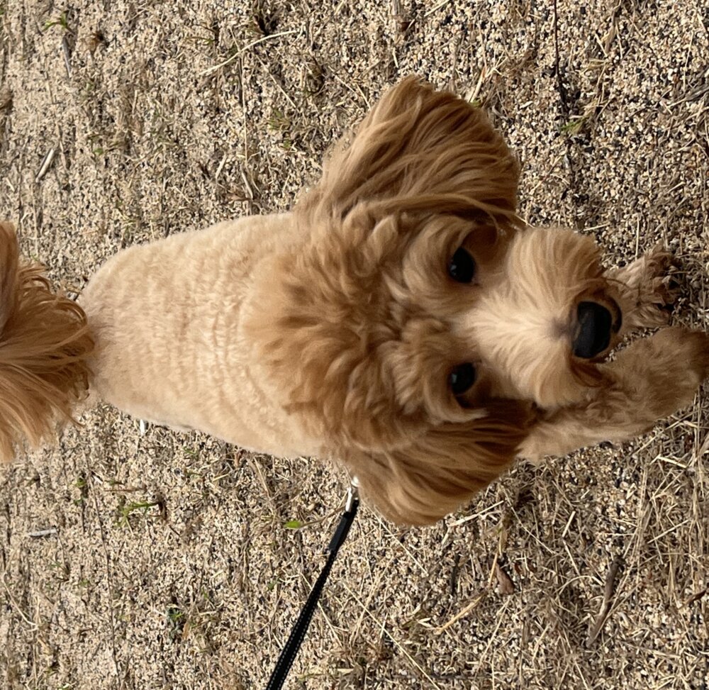 <br />
<b>Warning</b>:  Undefined variable $userID in <b>/home/petwa/pochi-tama.net/public_html/wp-content/themes/pet/single.php</b> on line <b>278</b><br />
モカ