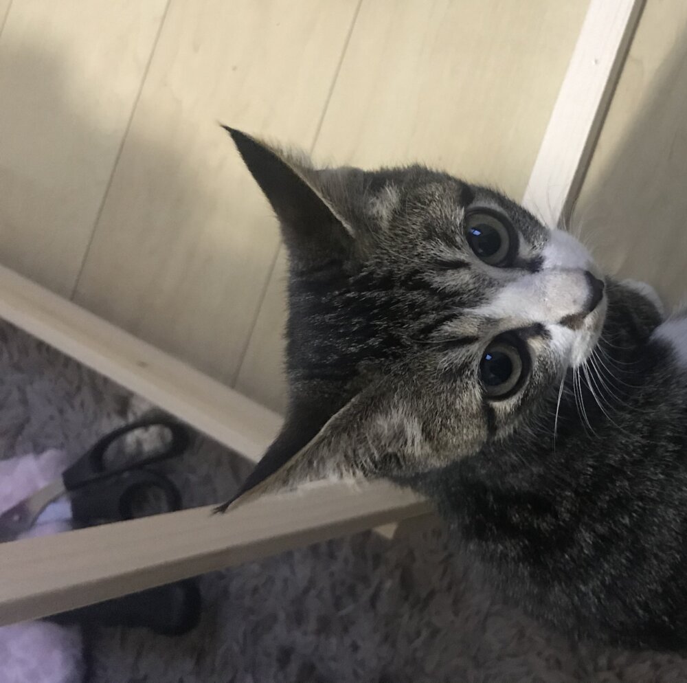 <br />
<b>Warning</b>:  Undefined variable $userID in <b>/home/petwa/pochi-tama.net/public_html/wp-content/themes/pet/single.php</b> on line <b>278</b><br />
杏ann