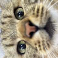 <br />
<b>Warning</b>:  Undefined variable $userID in <b>/home/petwa/pochi-tama.net/public_html/wp-content/themes/pet/single.php</b> on line <b>278</b><br />
ももたろう