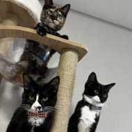 <br />
<b>Warning</b>:  Undefined variable $userID in <b>/home/petwa/pochi-tama.net/public_html/wp-content/themes/pet/single.php</b> on line <b>278</b><br />
サトウ