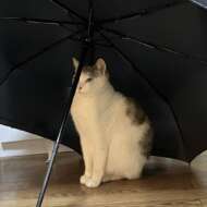 <br />
<b>Warning</b>:  Undefined variable $userID in <b>/home/petwa/pochi-tama.net/public_html/wp-content/themes/pet/single-volunteer.php</b> on line <b>198</b><br />
yumi