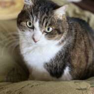 <br />
<b>Warning</b>:  Undefined variable $userID in <b>/home/petwa/pochi-tama.net/public_html/wp-content/themes/pet/single.php</b> on line <b>278</b><br />
かおり