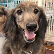 <br />
<b>Warning</b>:  Undefined variable $userID in <b>/home/petwa/pochi-tama.net/public_html/wp-content/themes/pet/single-joutokai.php</b> on line <b>148</b><br />
Harelu：