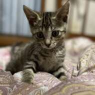 <br />
<b>Warning</b>:  Undefined variable $userID in <b>/home/petwa/pochi-tama.net/public_html/wp-content/themes/pet/single.php</b> on line <b>278</b><br />
まぶや