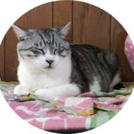 <br />
<b>Warning</b>:  Undefined variable $userID in <b>/home/petwa/pochi-tama.net/public_html/wp-content/themes/pet/single.php</b> on line <b>278</b><br />
komo_san