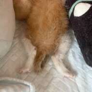 <br />
<b>Warning</b>:  Undefined variable $userID in <b>/home/petwa/pochi-tama.net/public_html/wp-content/themes/pet/single-volunteer.php</b> on line <b>198</b><br />
たま