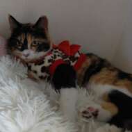 <br />
<b>Warning</b>:  Undefined variable $userID in <b>/home/petwa/pochi-tama.net/public_html/wp-content/themes/pet/single.php</b> on line <b>278</b><br />
ミユキ