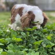 <br />
<b>Warning</b>:  Undefined variable $userID in <b>/home/petwa/pochi-tama.net/public_html/wp-content/themes/pet/single-volunteer.php</b> on line <b>198</b><br />
山崎